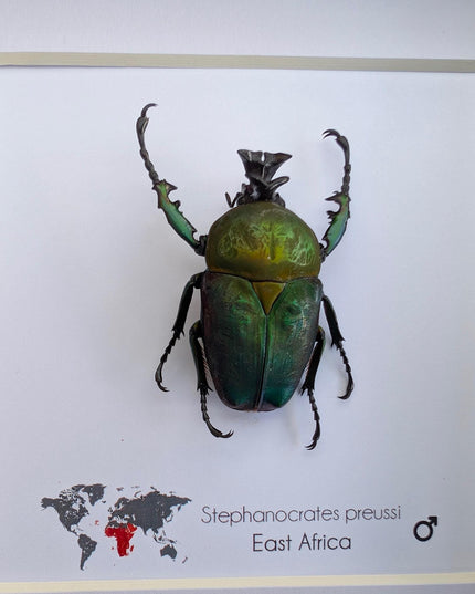 Framed preusi jewel beetle taxidermy: rare entomology wall art (6x6)