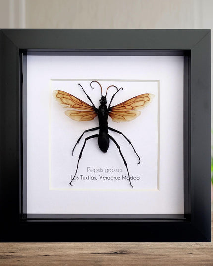 Framed tarantula hawk wasp - veracruz mexico - 6"x6"