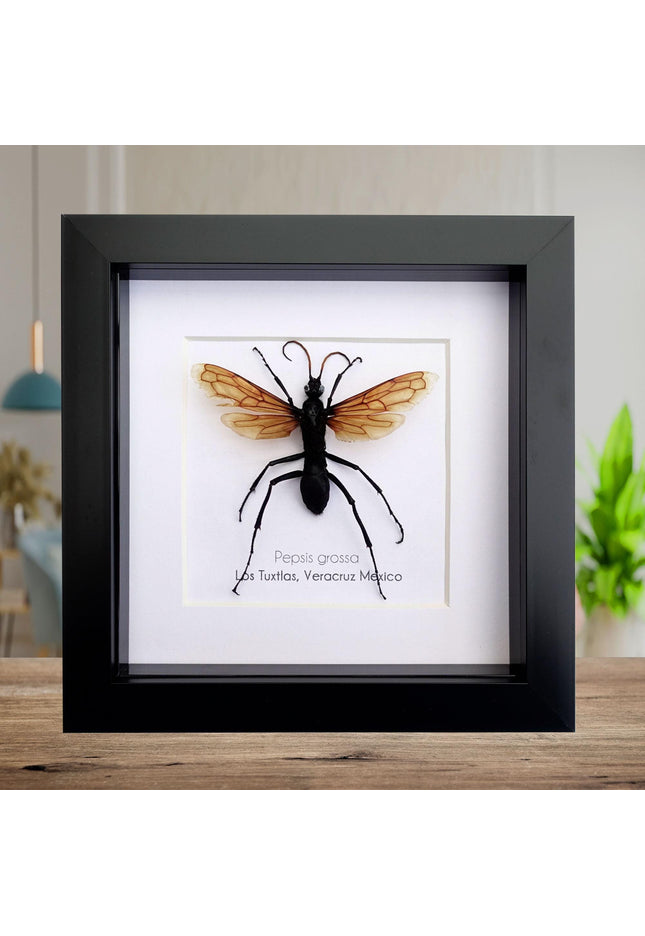 Framed tarantula hawk wasp - veracruz mexico - 6"x6"
