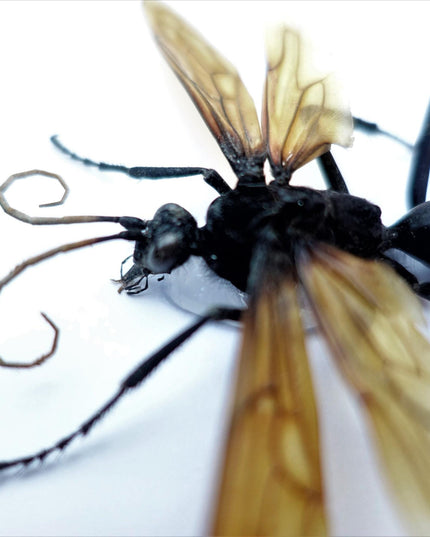 Framed tarantula hawk wasp - veracruz mexico - 6"x6"