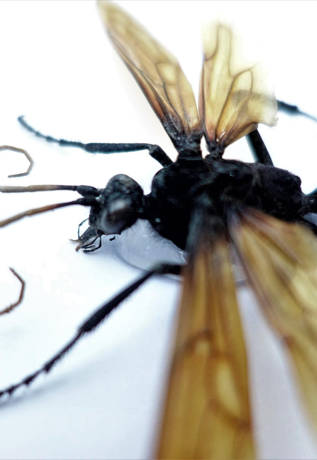 Framed tarantula hawk wasp - veracruz mexico - 6"x6"