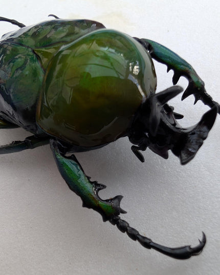 Framed preusi jewel beetle taxidermy: rare entomology wall art (6x6)