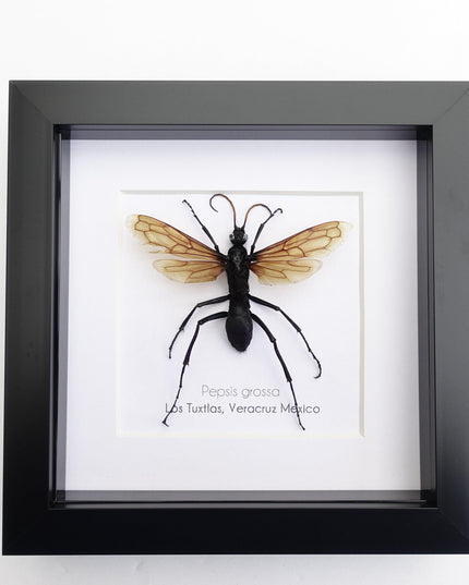Framed tarantula hawk wasp - veracruz mexico - 6"x6"