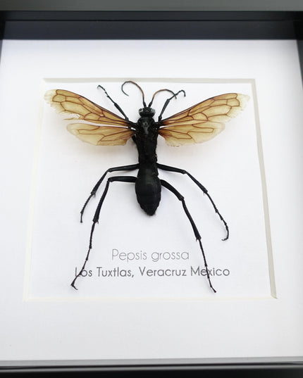 Framed tarantula hawk wasp - veracruz mexico - 6"x6"