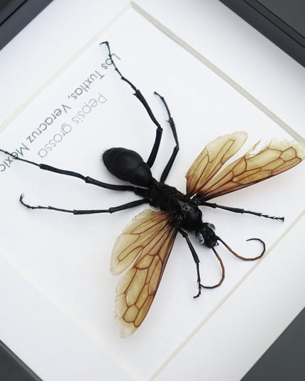 Framed tarantula hawk wasp - veracruz mexico - 6"x6"