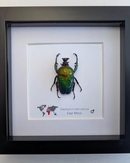 Framed preusi jewel beetle taxidermy: rare entomology wall art (6x6)