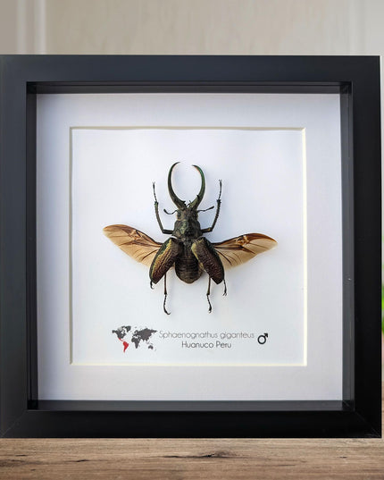 Framed sphaenognathus giganteus beetle taxidermy: ethically sourced entomology gift