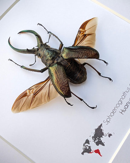 Framed sphaenognathus giganteus beetle taxidermy: ethically sourced entomology gift