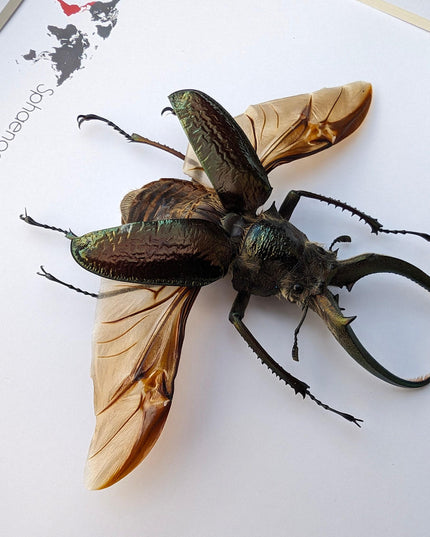 Framed sphaenognathus giganteus beetle taxidermy: ethically sourced entomology gift