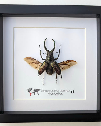 Framed sphaenognathus giganteus beetle taxidermy: ethically sourced entomology gift