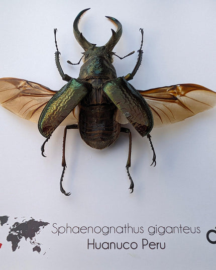 Framed sphaenognathus giganteus beetle taxidermy: ethically sourced entomology gift