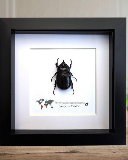 Framed strategus longichoperus: ethically sourced scarab beetle entomology art