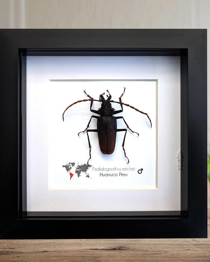 Framed psalidognathus reichei beetle: ethically sourced entomology art