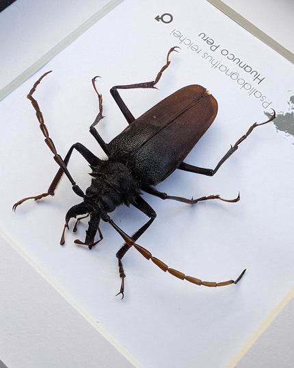 Framed psalidognathus reichei beetle: ethically sourced entomology art