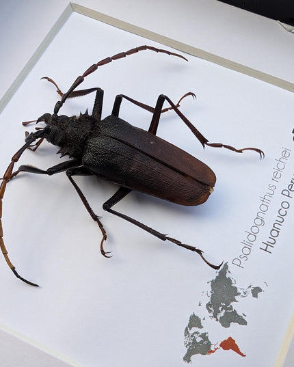 Framed psalidognathus reichei beetle: ethically sourced entomology art