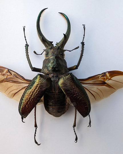 Framed sphaenognathus giganteus beetle taxidermy: ethically sourced entomology gift