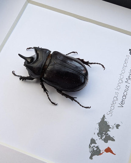 Framed strategus longichoperus: ethically sourced scarab beetle entomology art
