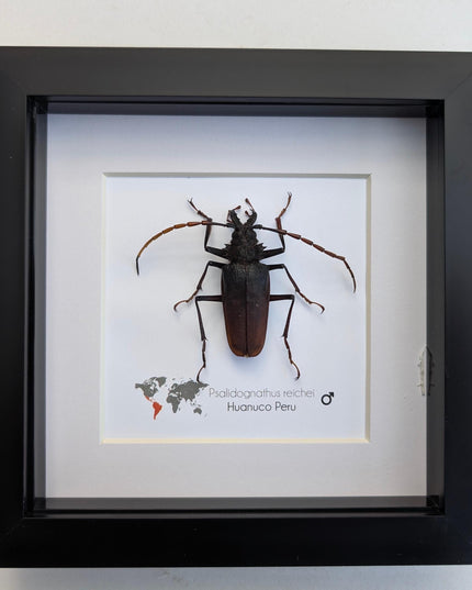 Framed psalidognathus reichei beetle: ethically sourced entomology art