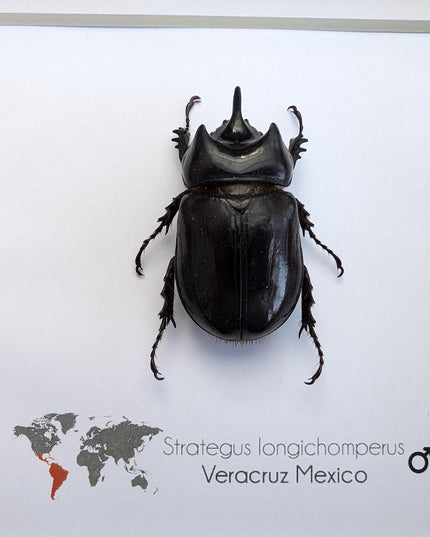 Framed strategus longichoperus: ethically sourced scarab beetle entomology art