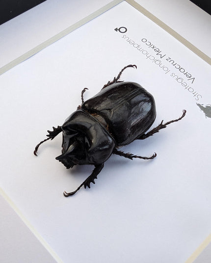 Framed strategus longichoperus: ethically sourced scarab beetle entomology art