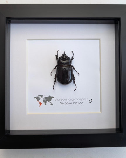 Framed strategus longichoperus: ethically sourced scarab beetle entomology art