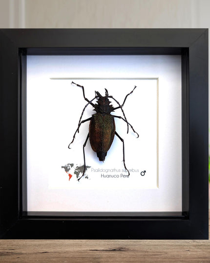 Framed psalidognathus superbus beetle: ethically sourced entomology art