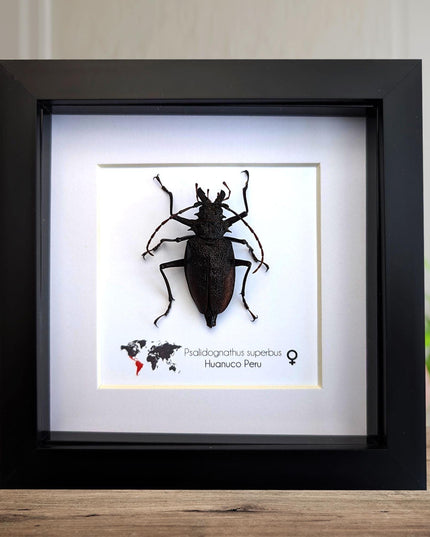 Framed psalidognathus superbus beetle: ethically sourced entomology wall art