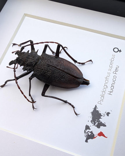 Framed psalidognathus superbus beetle: ethically sourced entomology wall art