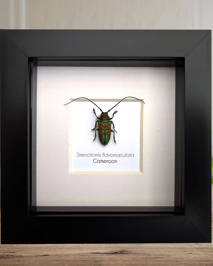 Framed sternotomis flavomaculata beetle: ethically sourced entomology art