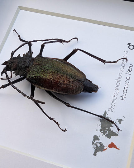 Framed psalidognathus superbus beetle: ethically sourced entomology art
