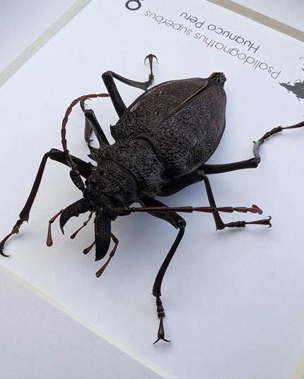 Framed psalidognathus superbus beetle: ethically sourced entomology wall art