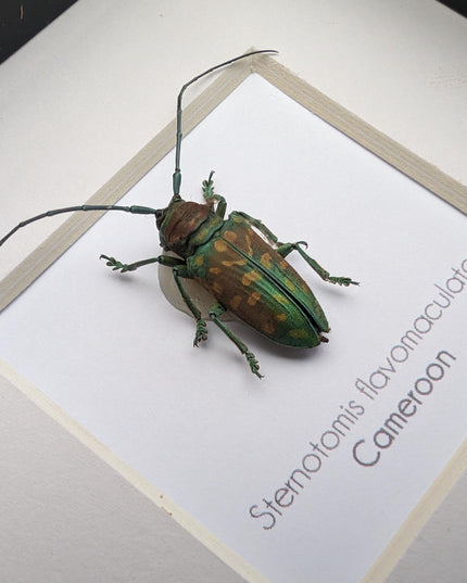 Framed sternotomis flavomaculata beetle: ethically sourced entomology art