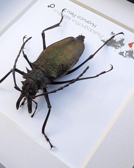 Framed psalidognathus superbus beetle: ethically sourced entomology art