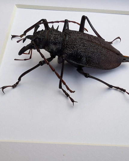 Framed psalidognathus superbus beetle: ethically sourced entomology wall art