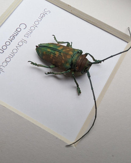 Framed sternotomis flavomaculata beetle: ethically sourced entomology art