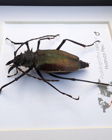 Framed psalidognathus superbus beetle: ethically sourced entomology art