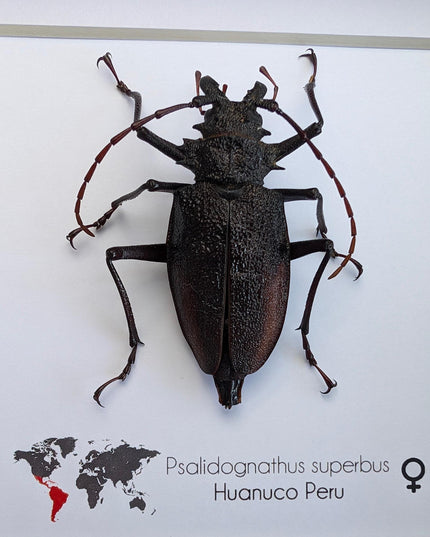 Framed psalidognathus superbus beetle: ethically sourced entomology wall art