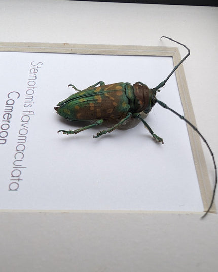 Framed sternotomis flavomaculata beetle: ethically sourced entomology art