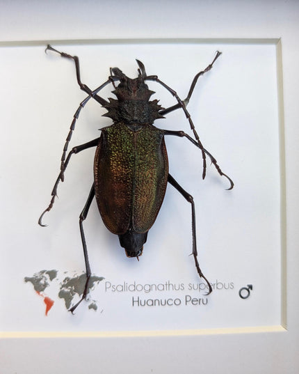 Framed psalidognathus superbus beetle: ethically sourced entomology art