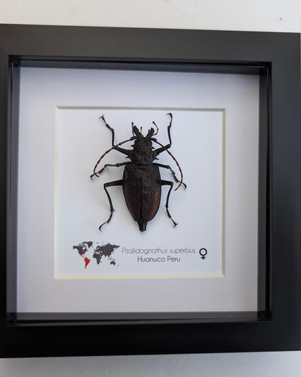 Framed psalidognathus superbus beetle: ethically sourced entomology wall art