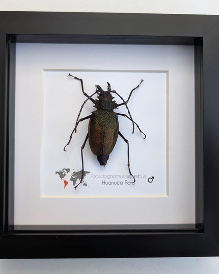 Framed psalidognathus superbus beetle: ethically sourced entomology art