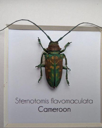 Framed sternotomis flavomaculata beetle: ethically sourced entomology art