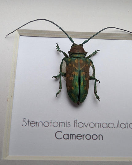 Framed sternotomis flavomaculata beetle: ethically sourced entomology art