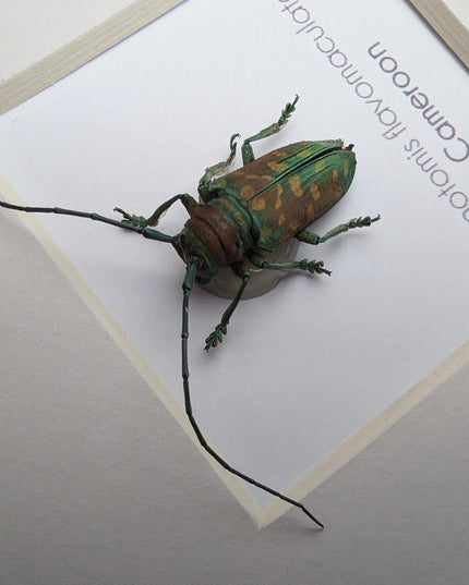 Framed sternotomis flavomaculata beetle: ethically sourced entomology art