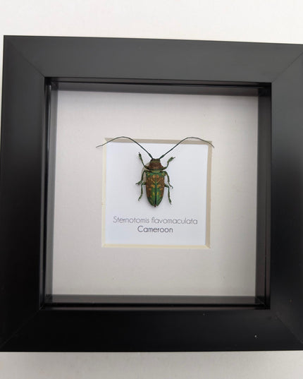 Framed sternotomis flavomaculata beetle: ethically sourced entomology art