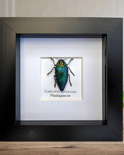 Framed Polybothris Sumptuosa Jewel Beetle, Ethically Sourced Taxidermy Wall Art
