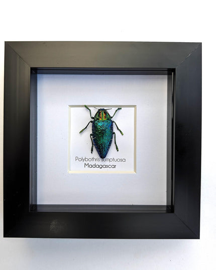 Framed Polybothris Sumptuosa Jewel Beetle, Ethically Sourced Taxidermy Wall Art
