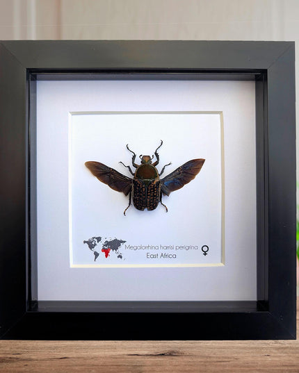 Megalorrhina harrisi peregrina female, the fork-horned flower beetle, green beetle from cameroon, frame 6" x 6"