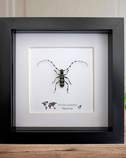 Framed Rosalia Lameerei Beetle, Ethically Sourced Entomology Taxidermy (6x6)