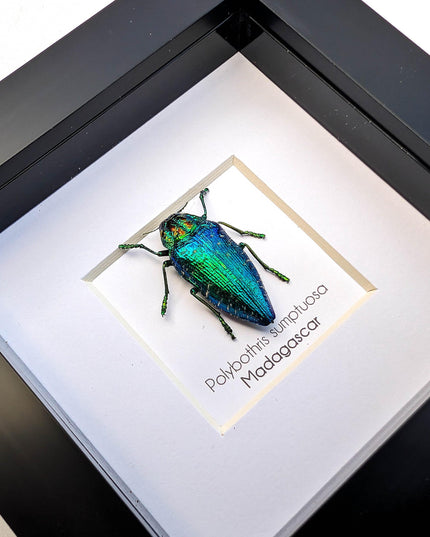 Framed Polybothris Sumptuosa Jewel Beetle, Ethically Sourced Taxidermy Wall Art